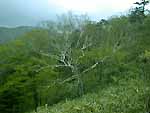 登山口近く